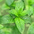 peppermint-70.jpg