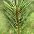 pine-70.jpg