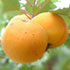 apricot-70.jpg