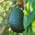 avocado-70.jpg