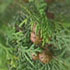 cypress-70.jpg