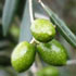 olive-70.jpg