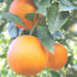 orange-70.jpg