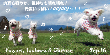 fuwari_tsubura_chitose-092716-2.jpg