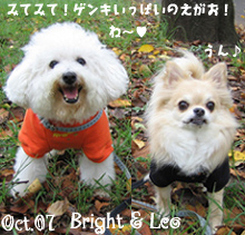 bright-leo-100707.jpg