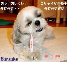 bunsuke-dentatreat.jpg