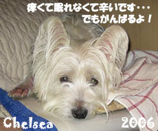 chelsea-2006-2.jpg