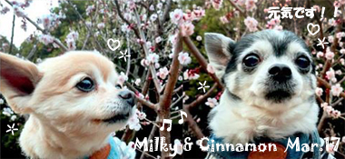 milky_cinnamon-030617.jpg