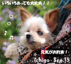 ichigo-092515.jpg