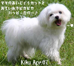 kiku-041907.jpg