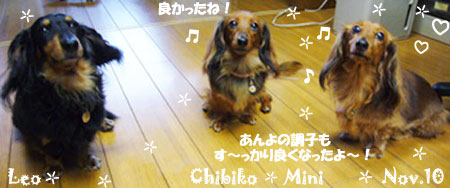 mini-chibiko-leo-111510.jpg