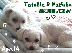 poko_maru-twinkle_daifuku-042414.jpg
