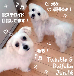 poko_maru-twinkle_daifuku-061216.jpg
