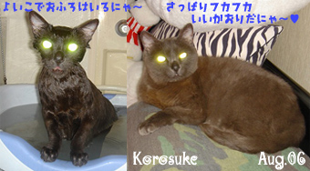 korosuke-shampoo-080906.jpg