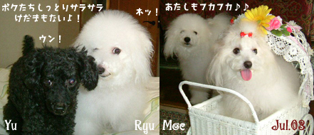 yu-ryu-moe-shampoo.jpg