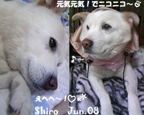 shiro-060808.jpg