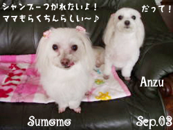 sumomo-anzu-shampoo.jpg