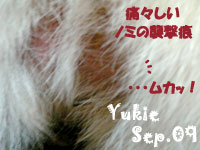 yukie-092409-3.jpg