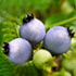 blueberry-70.jpg