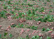 sweetpotato-field-2.jpg